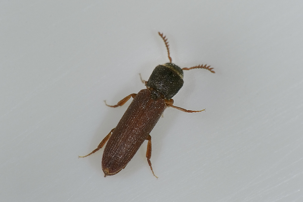 Melasis buprestoides (Eucnemidae)